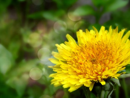 spring yellow dandelion