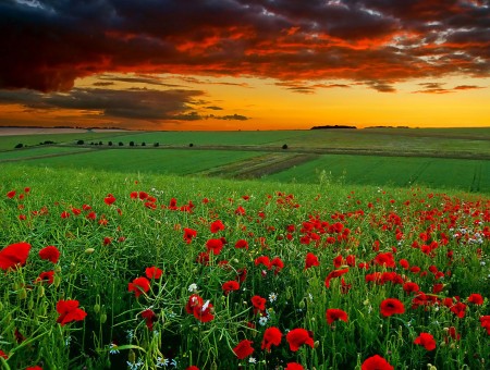 field of red flowers and sunset