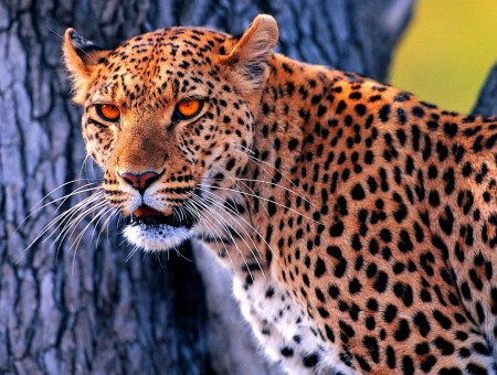leopard with orange eyes