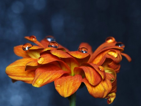 macro orange flower with drops