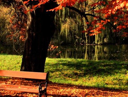 bench beside tree in forest