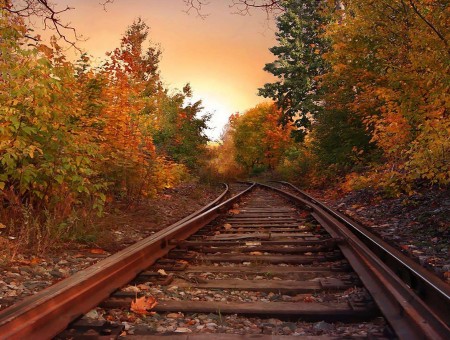 rails in forest