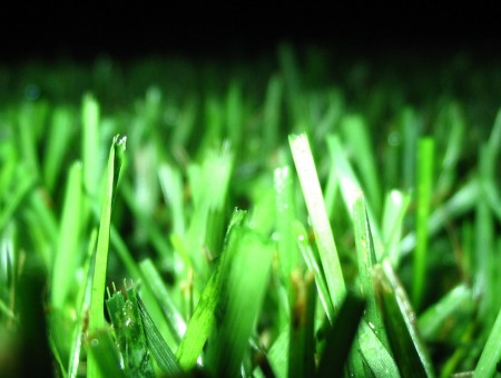 macro grass