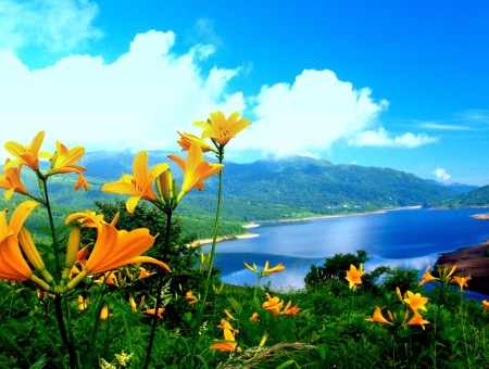 yellow flower and lake
