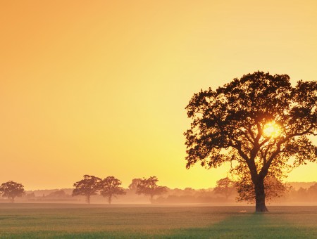 sunset and tree in field