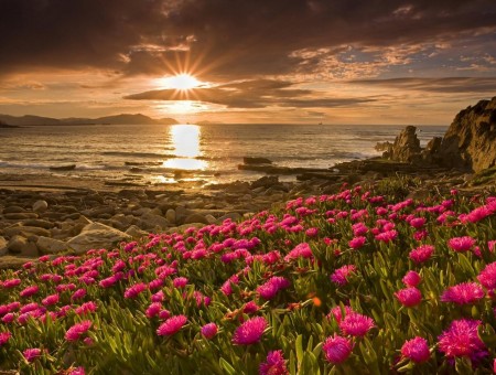 field of rose flowers and sea