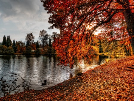 autumn forest and lake
