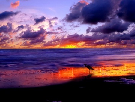 bird on beach of sea and sunset