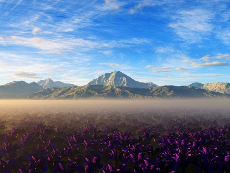 fog above field of purple flowers