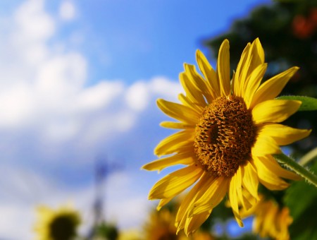 macro sunflower