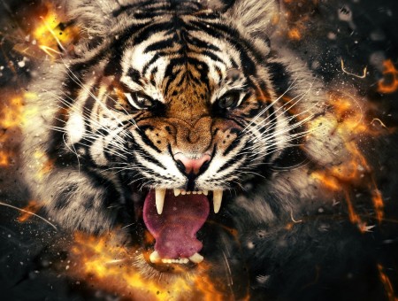 wild tiger in rage