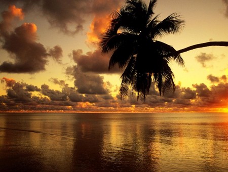 palmtree above sunset sea