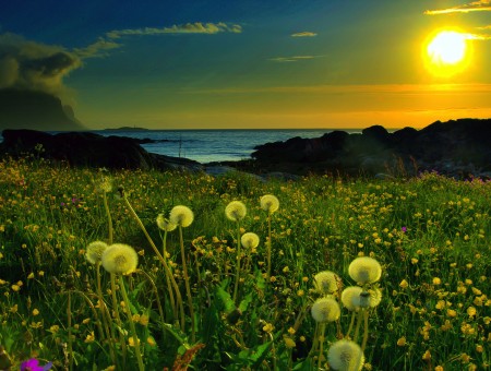 field of dandelions under sun