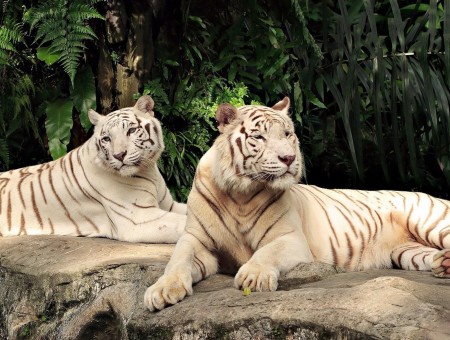 White tigres on stones