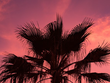 Purple sky and palm
