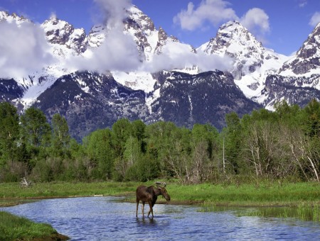 elk in forest beside mountains