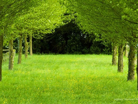green forest in summer