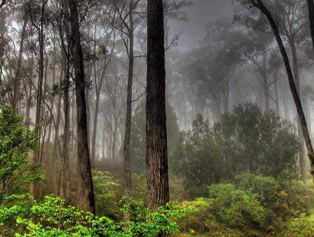 fog in drak forest