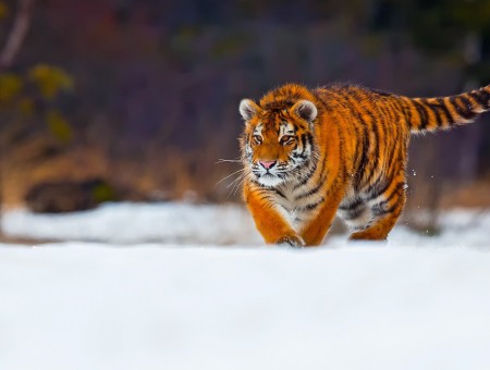 wild tiger walk on snow