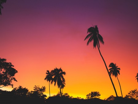 sunset above palmtrees