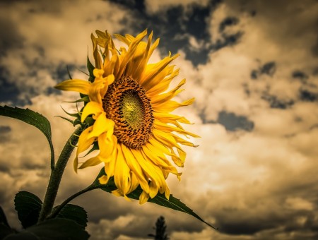 sunflower on clouds sky