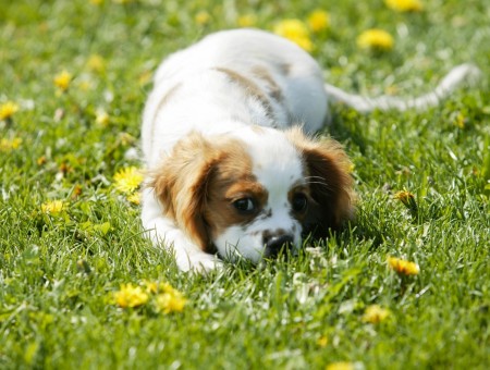 Mini dog on grass