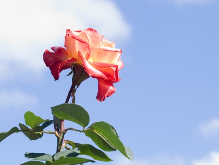Sky and cute rose