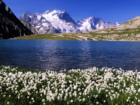 River and snow mountains and flowers field