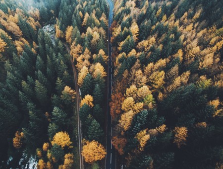 Yellow and green forest