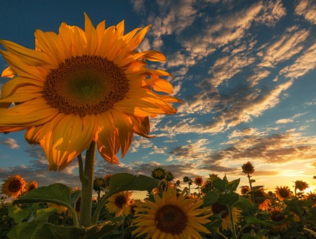 Sunflower in field of sunflowers