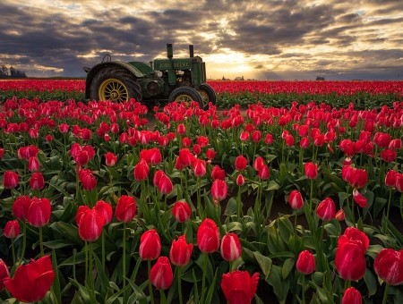 Tractor in field of red flowers