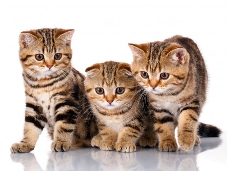 Three cats on white backgrounds
