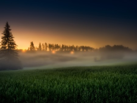 Morning forest in fog