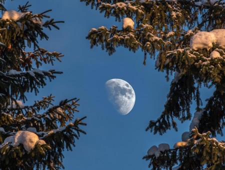 Moon and pinetrees