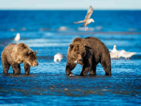 Two bears on coast