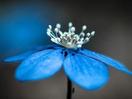 Macro blue flower