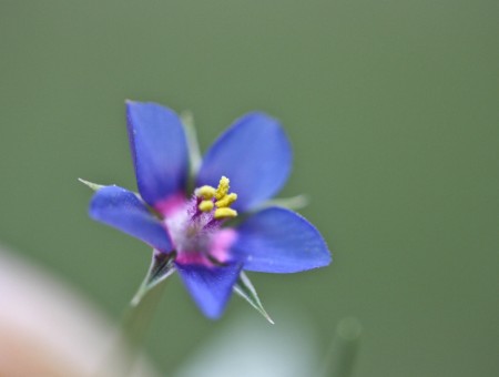 Macro blue flowers