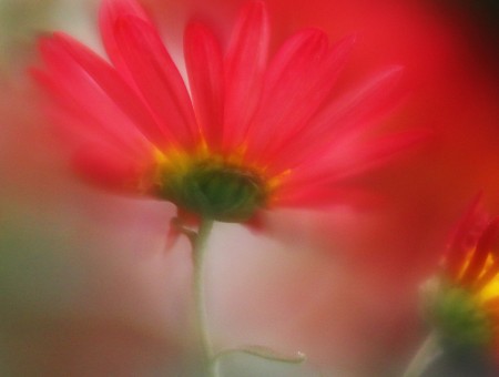 Blurres red flower