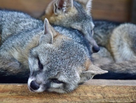 Sleep wolf