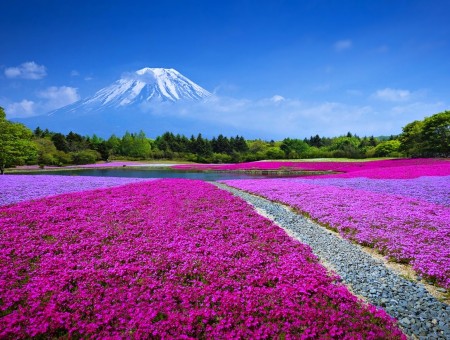 Purple fields and mountains
