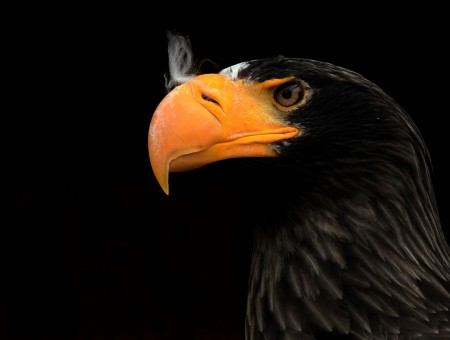 Black eagle