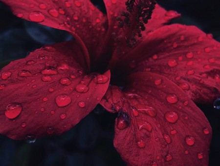 Drops on red flower
