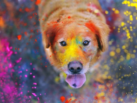 Dog in colors