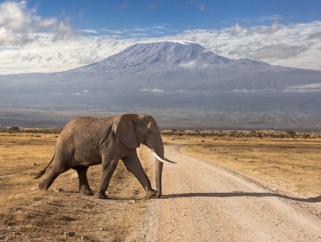 Elefant goes on road