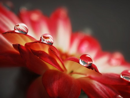 Drops on red flowers