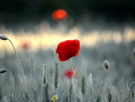 Red flower in grey field