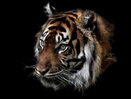 Tiger in dark