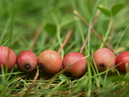 Berries on grass