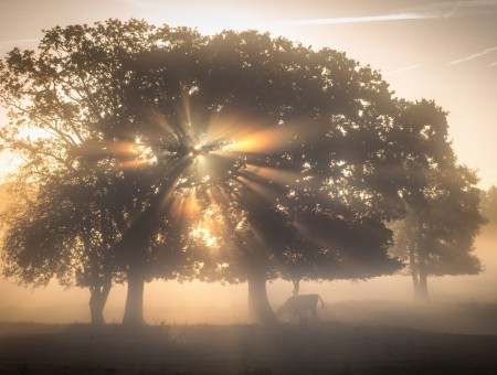 Sunlights in tree