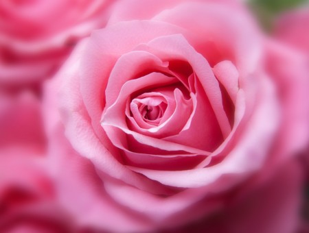 Full pink rose